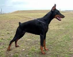 dobermann.jpeg